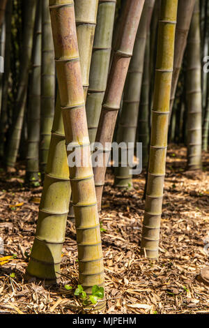 Wandern im Bambuswald Stockfoto