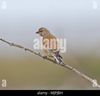 Hänfling; Carduelis cannabina; Stockfoto