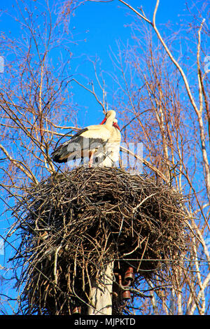 Paar Störche im Nest. Friedliche Vögel auf dem Hintergrund des blauen Himmels. Störche wieder in ihre Nester im Frühjahr. Zwei Bestände am Nest. Storchennest auf Stockfoto