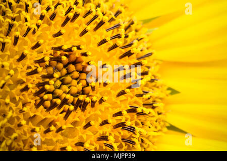 Sonnenblume close-up, in dem die Sonnenblume und den Ray und winzige Festplatte Blumen (oder röschen), die Diskette zu erstellen. Makro Foto in Farbe. Stockfoto