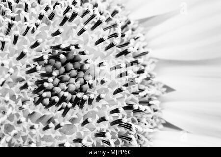 Sonnenblume close-up, in dem die Sonnenblume und den Ray und winzige Festplatte Blumen (oder röschen), die Diskette zu erstellen. Makro Foto in Schwarz und Weiß Stockfoto