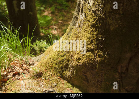 Baumstamm von Moos im Frühjahr starke Sonne abgedeckt Stockfoto