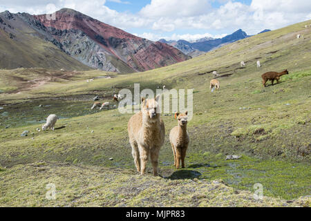 Alpakas in der Nähe der Vinicunca Berge (Peru) Stockfoto
