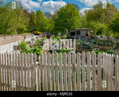 Station Gärten, Lurline, East Lothian, Schottland, Vereinigtes Königreich, 6. Mai 2018. Gemüsepflanzen in der Gemeinschaft garten zu sprießen, auf dem Boden der alten Bahnhof gebaut Stockfoto