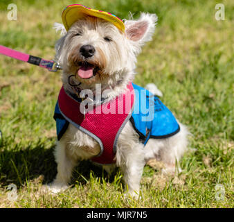 Brentwood, Essex, 6. Mai 2018 Alles über Hunde zeigen, Brentwood, Dressing up wurde die Reihenfolge der Tag auf der Show, Kredit Ian Davidson/Alamy leben Nachrichten Stockfoto