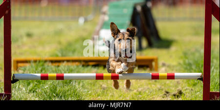 Brentwood Essex, 6. Mai 2018 Alles über Hunde in Brentwood, Essex, show-Hund auf der Agility Kurs Credit Ian Davidson/Alamy leben Nachrichten Stockfoto