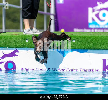 Brentwood, Essex 6. Mai 2018 Alles über Hunde zeigen, Brentwood, Essex; ein Hund geht schwimmen Credit Ian Davidson/Alamy leben Nachrichten Stockfoto