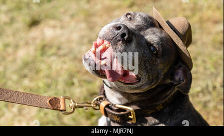 Brentwood Essex, 6. Mai 2018 Alles über Hunde zeigen, Brentwood, Essex, Hund Hut und einem Grinsen Credit Ian Davidson/Alamy leben Nachrichten Stockfoto