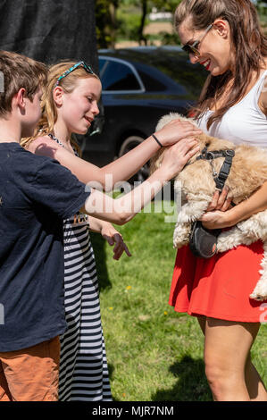 Brentwood, Essex, 6. Mai 2018 Alles über Hunde zeigen, Brentwood, Essex Pip und Buddy von "Britain's Got Talent Credit Ian Davidson/Alamy leben Nachrichten Stockfoto