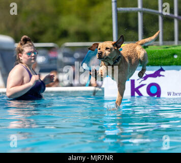 Brentwood Essex, 6. Mai 2018 ein Hund geht schwimmen im All über Hunde säen, Brentwood Essex Credit Ian Davidson/Alamy leben Nachrichten Stockfoto