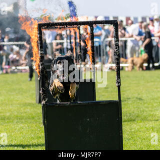 Brentwood, Essex 6. Mai 2018 ein Hund springt durch beringurning Bänder am Alles über Hunde zeigen, Brentwood, Essex, Kredit Ian Davidson/Alamy leben Nachrichten Stockfoto