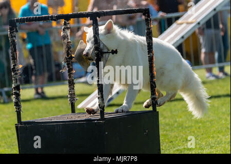 Brentwood, Essex 6. Mai 2018 ein Hund springt durch beringurning Bänder am Alles über Hunde zeigen, Brentwood, Essex, Kredit Ian Davidson/Alamy leben Nachrichten Stockfoto