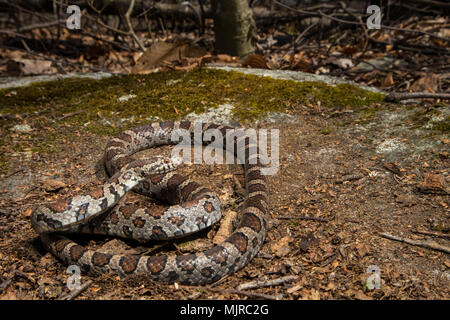 Östlichen Milch Schlange - Lampropeltis triangulum Stockfoto