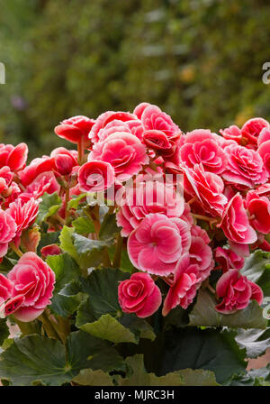 Begonia Pflanzen in voller Blüte. Stockfoto