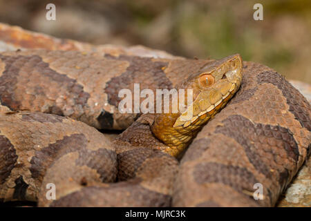 Nahaufnahme eines östlichen Kupferkopfes - Agkistrodon contortrix Stockfoto