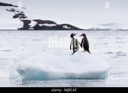 Ein paar Eselspinguine (Pygoscelis papua) sitzen auf einem Eisberg mit Flossen und berühren sich und die schneebedeckten Berge im Hintergrund, Yankee Hafen, ein Stockfoto