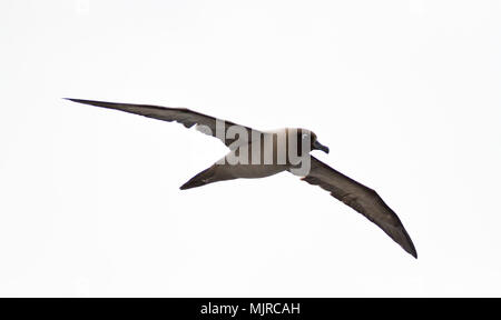 Licht-mantled Rußigen Albatross (Phoebetria palpebrata) im Flug gegen eine Weiße bewölkter Himmel, Drake Passage auf dem Weg in die Antarktis Stockfoto