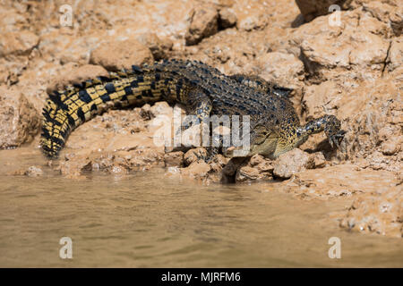 Eine australische Salzwasser Krokodil (Crocodylus porosus) auf dem schlammigen Ufer der Daly River im nördlichen Australien Stockfoto