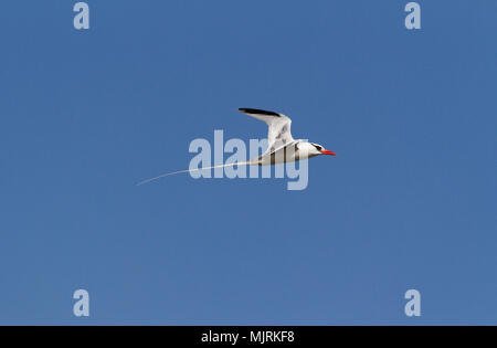 Ein Red-billed Tropic Bird, Phaethon aethereus, im Flug gegen den blauen Himmel isoliert, Genovesa Island, Galapagos Inseln Stockfoto