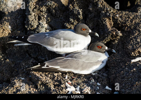 Swallow-tailed Gull (Creagrus furcatus) Paarung auf einem Strand von Isla Genovesa, Galapagos Inseln Stockfoto