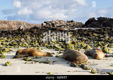 Galapagos Seelöwen (Zalophus wollebaeki) schlafend auf einem Strand, Genovesa Island, Galapagos, Ecuador Stockfoto