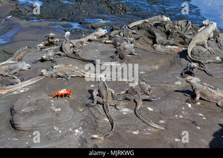 Galapagos Meerechsen (Amblyrhynchus cristatus) mit einem Sally Lightfoot Crab (Grapsus grapsus) auf Lavagestein, Insel Santiago, Galapagos Inseln, Ecu Stockfoto