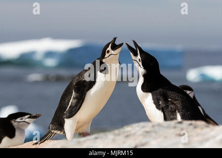 Ein paar der Kinnriemen Pinguine (Pygoscelis antarcticus) Begrüßung mit einem passenden Display mit Eisbergen im Hintergrund, Antarktis Stockfoto