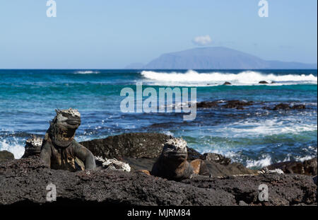 Galapagos Mariner Leguan (Amblyrhynchus cristatus) auf Lava Rock, mit Blick aufs Meer und einer fernen Insel im Hintergrund, Fernandina Insel, Galapagos Insel Stockfoto