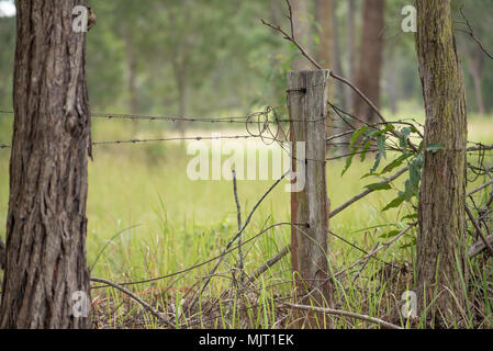 Alt und rostet Stacheldraht Einzäunung mit Eukalyptus (Gum Tree) Hartholz Zaunpfosten auf einem Bauernhof in New South Wales, Australien Stockfoto