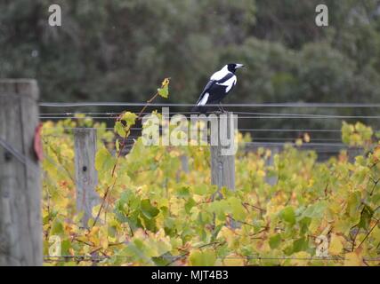 Magpie Vogel auf einem Post zwischen den Reben im Weinberg in Australien Stockfoto