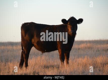 Black Angus Rind Stier in einem Feld bei Sonnenuntergang - auf in die Kamera schaut Stockfoto