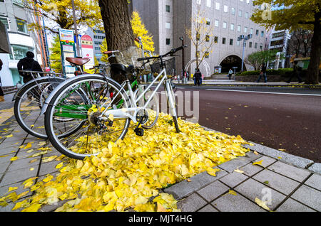 Sapporo im späten Herbst. Schöne ginkgo Baum kann überall entlang der Straße gefunden werden. Die Stadt liegt in einer wunderschönen gelbliche Farbe bedeckt. Stockfoto