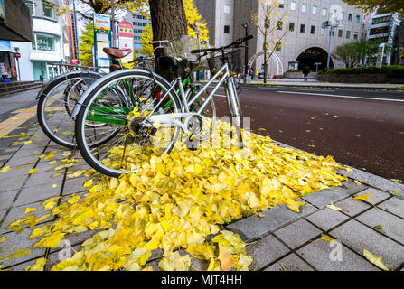 Sapporo im späten Herbst. Schöne ginkgo Baum kann überall entlang der Straße gefunden werden. Die Stadt liegt in einer wunderschönen gelbliche Farbe bedeckt. Stockfoto