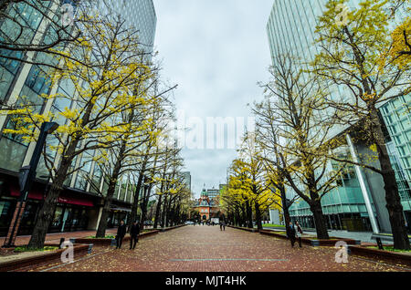 Sapporo im späten Herbst. Schöne ginkgo Baum kann überall entlang der Straße gefunden werden. Die Stadt liegt in einer wunderschönen gelbliche Farbe bedeckt. Stockfoto