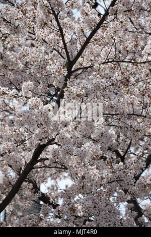 Voll blühender Kirschbaum in der südkoreanischen Stadt Daegu, wo die Bäume zwei Wochen früher als üblich im April, 2018 blühte. Stockfoto