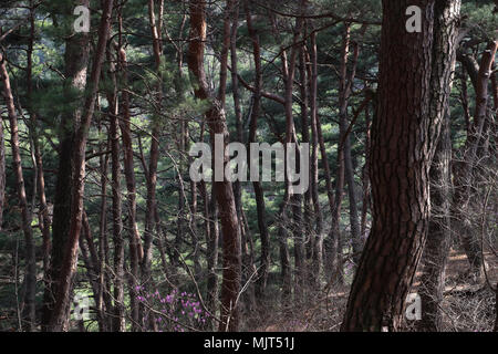 Auf der Suche durch das rote Kiefernwald auf dem Gelände des Donghwasa Tempel in Südkorea, die Kurvigen Trunks füllen die heitere plantschte sonnenbeschienenen anzeigen. Stockfoto