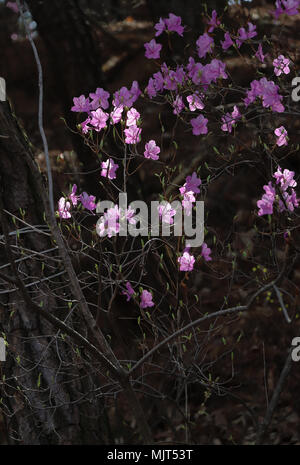 Sunlit wilden rosa Azaleen wachsen im Wald um den Donghwasa Tempel in der Nähe von Daegu, Südkorea. Die hübsche Blumen bringen Farbe in der dichten dunklen Holz. Stockfoto