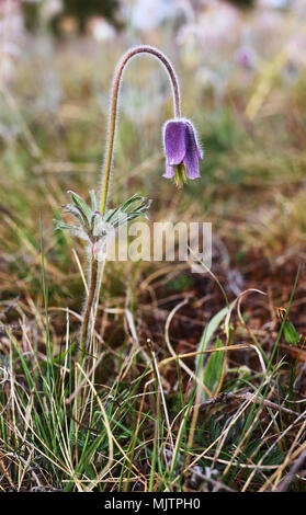 Pulsatilla pratensis (kleine Pasque flower) Stockfoto