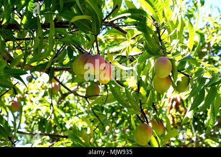 MANGOS HÄNGEN VON EINEM BAUM Stockfoto