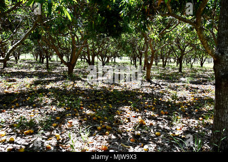 MANGOS LINKS ZU VERROTTEN im Orchard Stockfoto