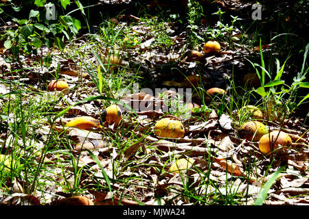 MANGOS LINKS ZU VERROTTEN im Orchard Stockfoto