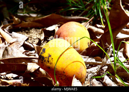 MANGOS LINKS ZU VERROTTEN im Orchard Stockfoto