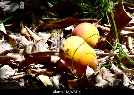 MANGOS LINKS ZU VERROTTEN im Orchard Stockfoto