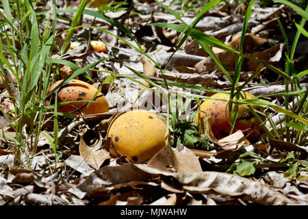 MANGOS LINKS ZU VERROTTEN im Orchard Stockfoto