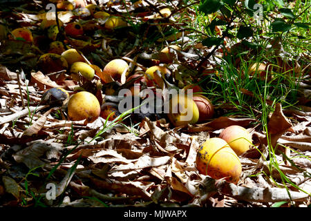 MANGOS LINKS ZU VERROTTEN im Orchard Stockfoto