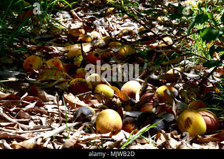 MANGOS LINKS ZU VERROTTEN im Orchard Stockfoto