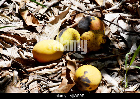 MANGOS LINKS ZU VERROTTEN im Orchard Stockfoto