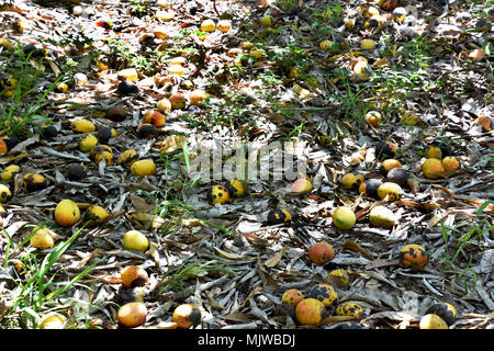 MANGOS LINKS ZU VERROTTEN im Orchard Stockfoto