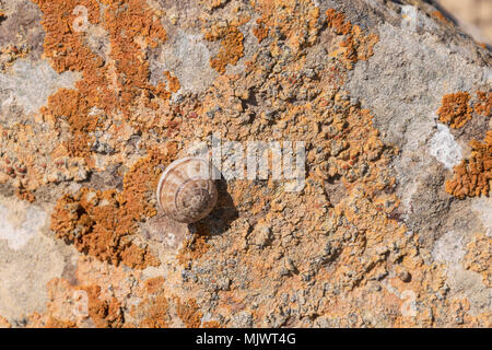 Rosafarbenes Wüstenland Schnecke auf einem Felsbrocken zwischen Orange sitzend Und lachsfarbene Flechten in der negev-Wüste in israel Stockfoto