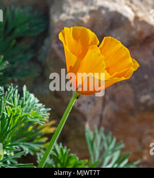 Profil von einer gold California poppy flower und eine winzige Fliegen mit einer Desert Rock im Hintergrund Stockfoto